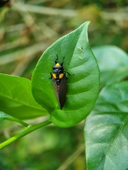 Huechys fusca