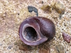 Littorina obtusata