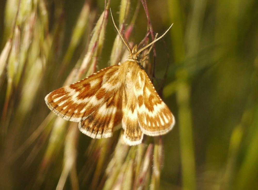 Synaphe moldavica