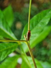 Pseudophyllodromia laticeps