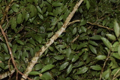 Microcebus lehilahytsara