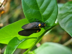 Huechys fusca