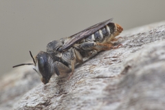 Lithurgus chrysurus