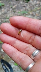 Meliscaeva cinctella