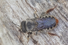 Lithurgus chrysurus