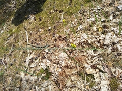 Linaria genistifolia