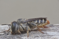 Lithurgus chrysurus