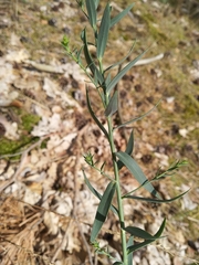 Linaria genistifolia