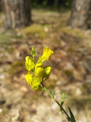 Linaria genistifolia