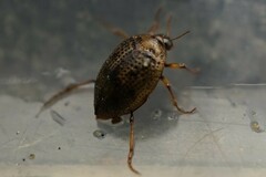 Peltodytes intermedius