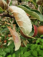 Alternaria mali