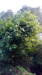 Heliocarpus velutinus