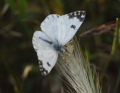 Pontia edusa