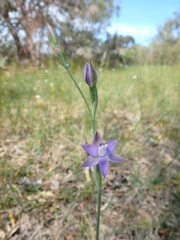 Thelymitra reflexa