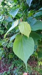 Heliocarpus velutinus