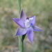 Thelymitra reflexa - Photo (c) Michael Keogh, some rights reserved (CC BY-NC-SA), uploaded by Michael Keogh