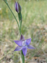 Thelymitra reflexa