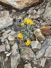Jacobaea insubrica