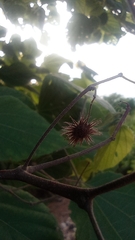 Heliocarpus velutinus