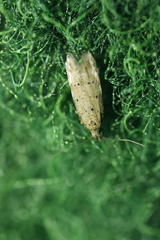 Pseudotelphusa paripunctella