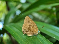Arhopala athada