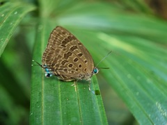 Arhopala athada