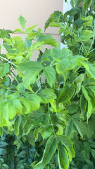 Acer negundo