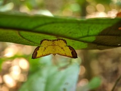 Corymica latimarginata