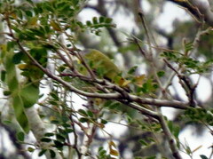 Apalis flavida neglecta