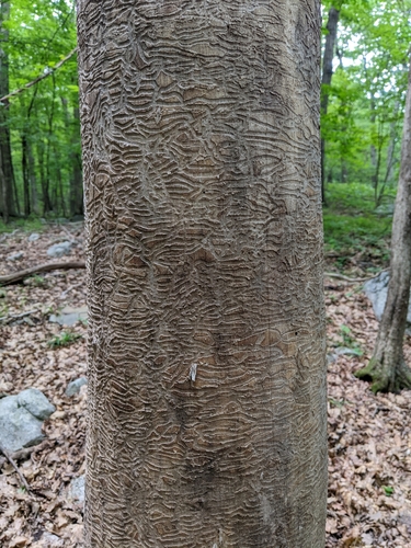 Emerald ash borer