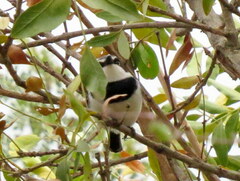 Batis molitor molitor