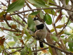 Batis molitor molitor