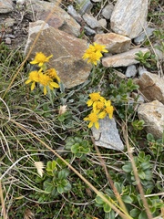 Jacobaea insubrica