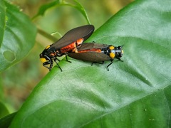 Huechys fusca