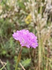 Armeria maritima elongata