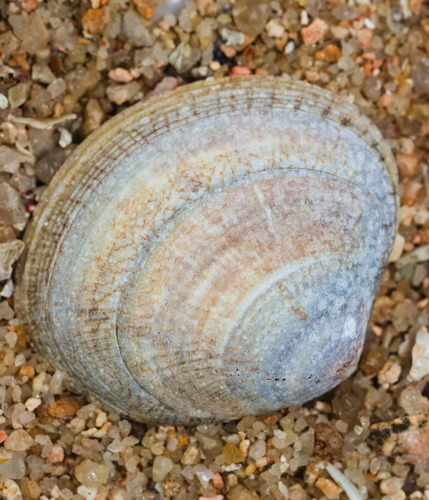 Gafrarium dispar