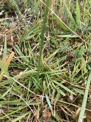 Armeria maritima elongata