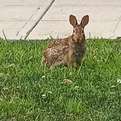 Sylvilagus floridanus