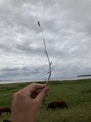 Phleum pratense nodosum