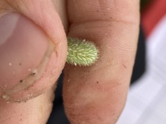 Phleum pratense nodosum