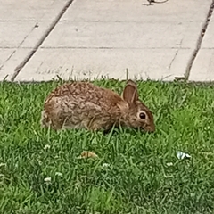 Sylvilagus floridanus