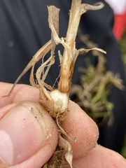 Phleum pratense nodosum