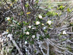 Spyridium eriocephalum