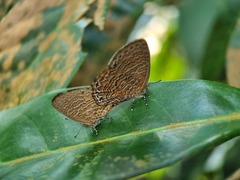 Poritia sumatrae