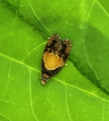 Olethreutes osmundana