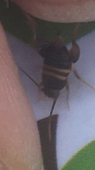 Myrmecophilus acervorum