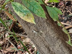 Amblychia hymenaria