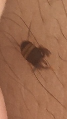 Myrmecophilus acervorum