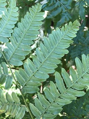 Pteridium aquilinum image