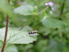 Chlorophorus signaticollis